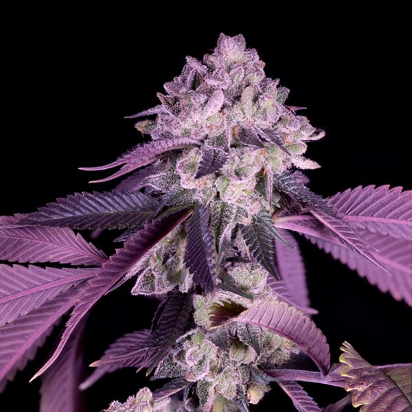 Jealousy Seed > Sacred Terps | Feminized Cannabis   |  Sativa